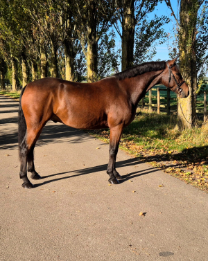 Talented Pony With Untapped Jumping Potential!