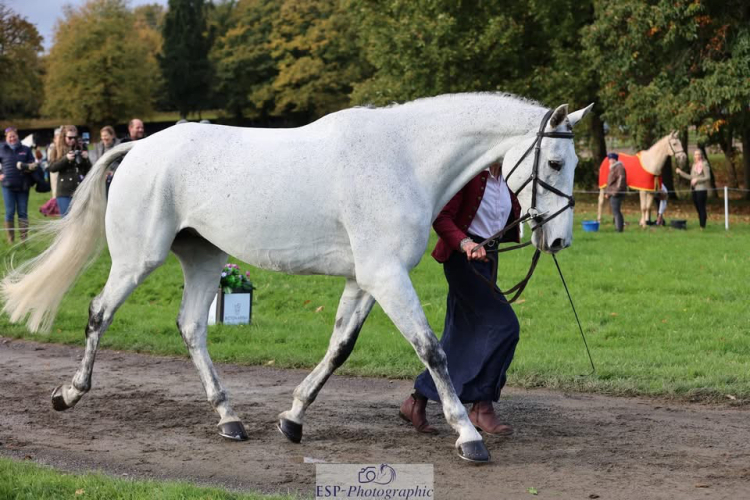 Beautiful Quality Horse with the Kindest Nature