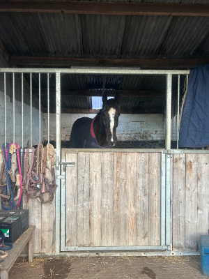 Various Livery options available 