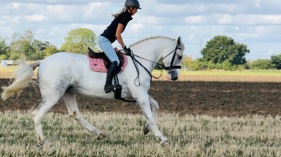 GORGEOUS HUNTER / ALLROUNDER