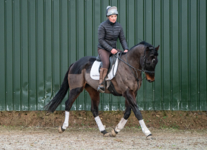 SUPERB QUALITY GELDING WITH SUPER ATTITUDE
