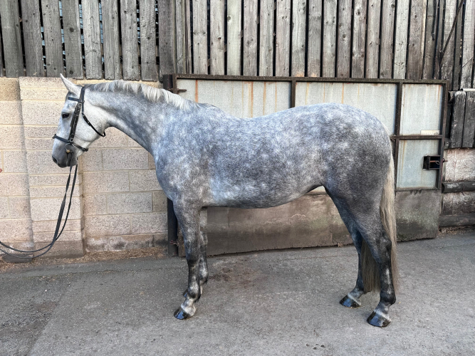 Top Quality Allrounder