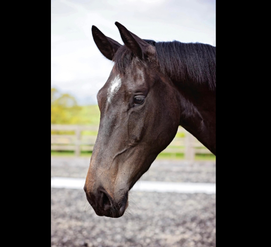 Jubilico - brave, genuine & straightforward, quality young horse