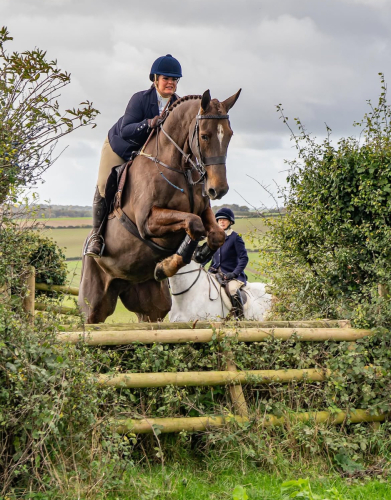 Smart Liver Chestnut Gelding