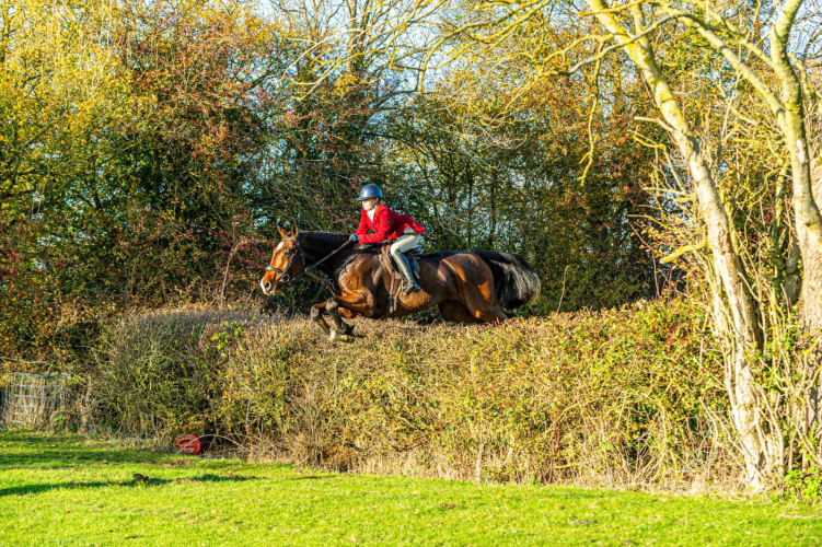 Quality Hunter / Alrounder