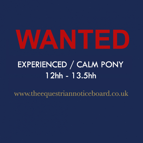 Experienced and calm pony wanted  12.2-13.3