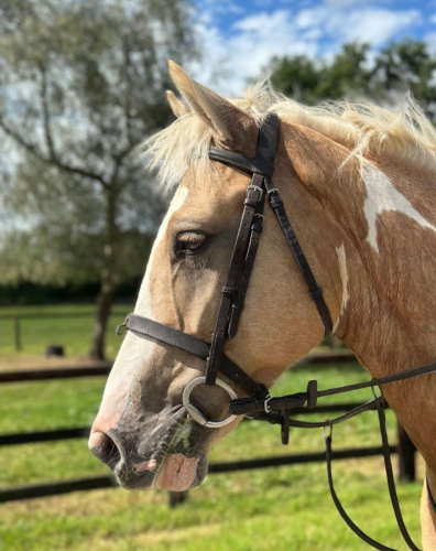 Stunning 15.2hh 7 year old gelding
