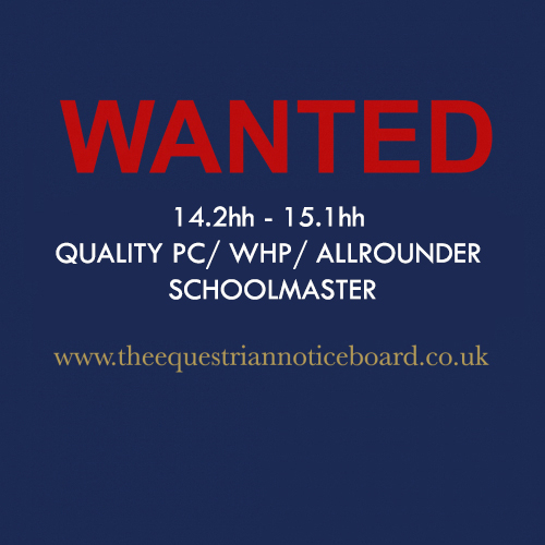 WANTED - Full up 14.2hh - 15.1hh Quality PC/WHP/Allrounder Schoolmaster