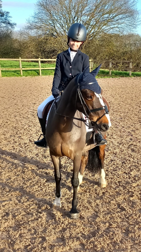 13hh 10 year old Bay Section B mare needs 5*home