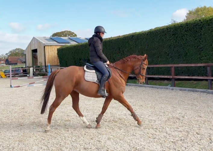 allrounder retrained exracehorse
