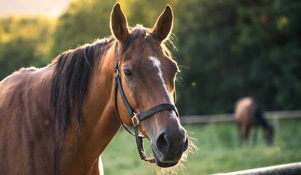 horses for sale or wanted